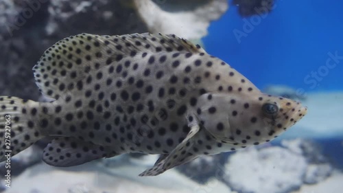 Tropical fish Panther grouper - Cromileptus altivelis photo