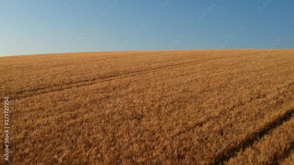 Veduta aerea di un campo di grano in una soleggiata giornata estiva Veduta aerea di un campo di grano in una soleggiata giornata estiva