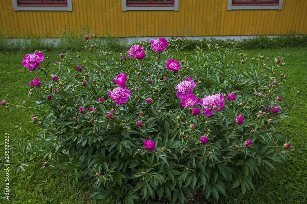 Fototapeta premium Close up view of peony flower ready for blooming on background. Beautiful backgrounds.