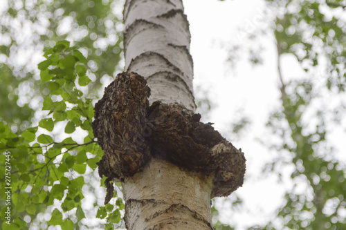 big burl on a birch trunk