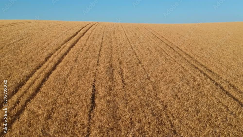 Veduta aerea di un campo di grano in una soleggiata giornata estiva Veduta aerea di un campo di grano in una soleggiata giornata estiva