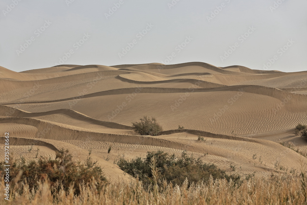 Fototapeta premium Sand dunes-tamarisk shrubs of the Taklamakan desert. Keriya river banks-Xinjiang-China-0205