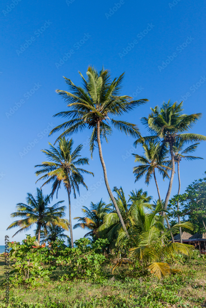 Palms on a beach in Joao Pessoa, Brazil