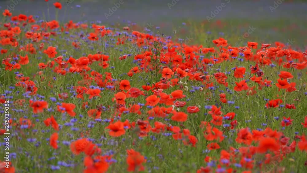 Poppy flowers field and cornflowers of red and blue colors Poppy flowers field and cornflowers of red and blue colors