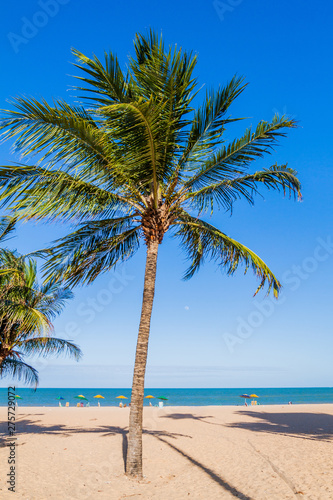 Palms on a beach in Joao Pessoa  Brazil
