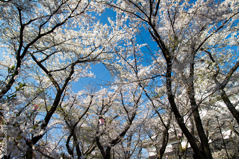 pink flower and lots of colors sakura trees, Japan pink flower and lots of colors sakura trees, Japan