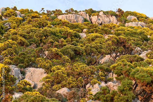 Thorny Brooms (Genista) on the greek island Kastellorizo // Gelber, Dorniger Ginster auf der griechischen Insel Kastelorizo photo