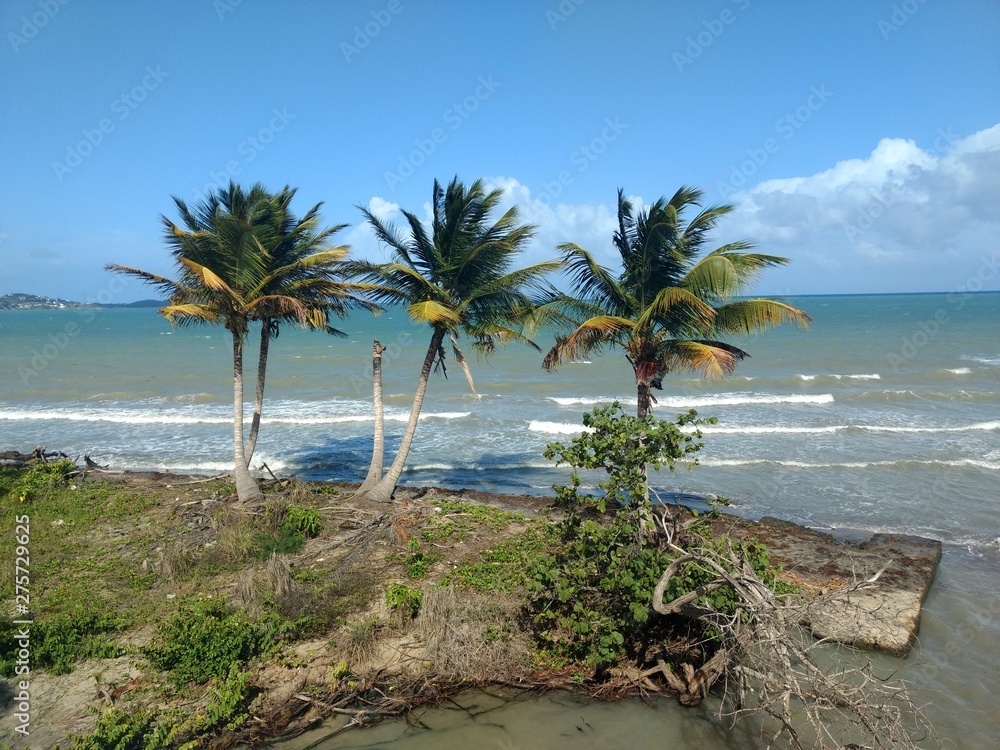 palm tree on the beach