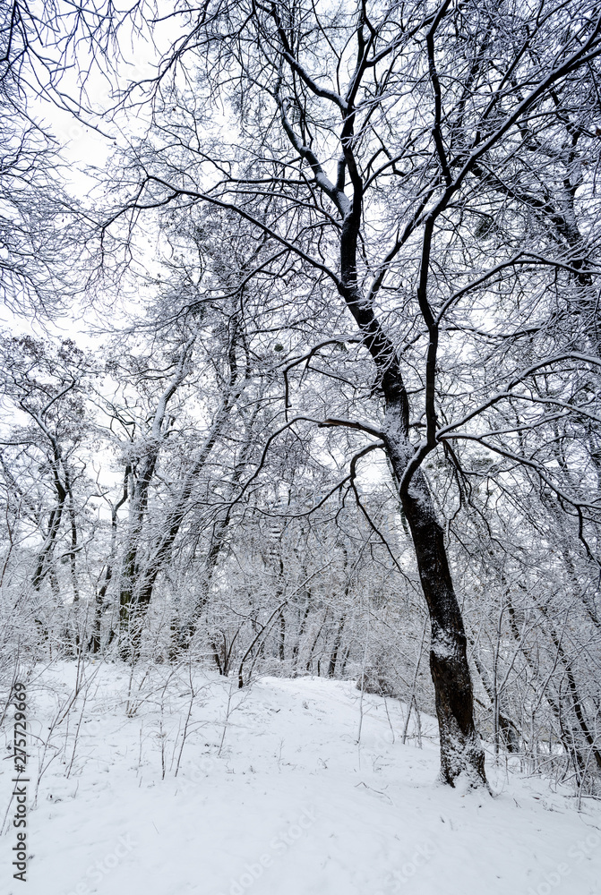 Winter forest. Snow covered trees in the forest. Winter forest. Snow covered trees in the forest.