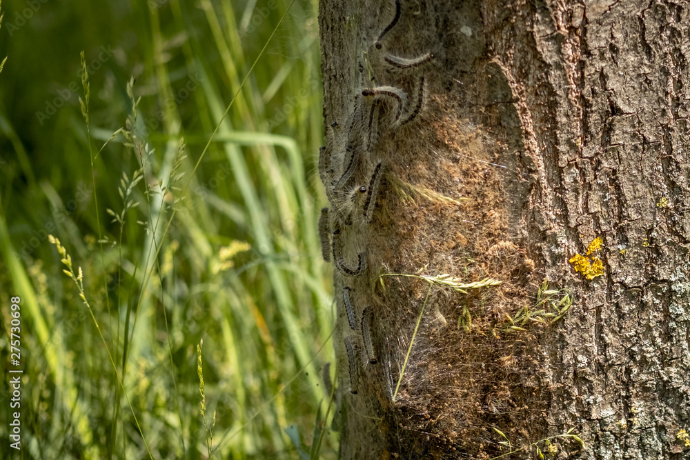 Eichenprozessionsspinner an einem Baum Eichenprozessionsspinner an einem Baum