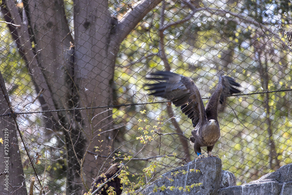 Fototapeta premium オジロワシ