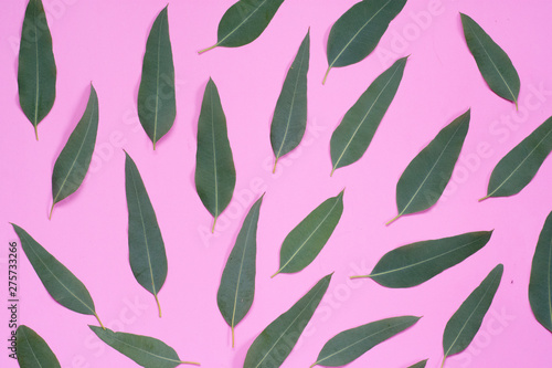 Top view of eucalyptus leaves on pink background