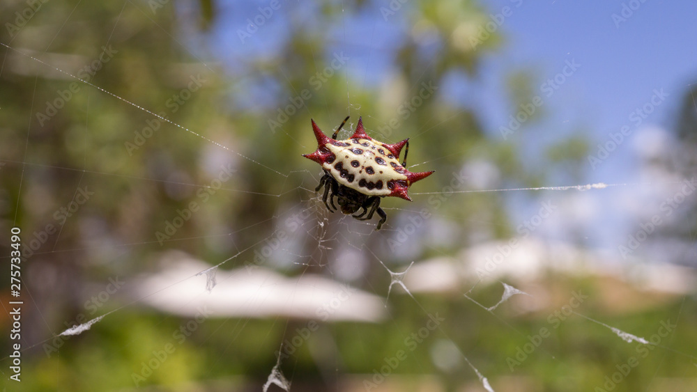Red and white spider with spikes on it's back. Red and white spider with spikes on it's back.