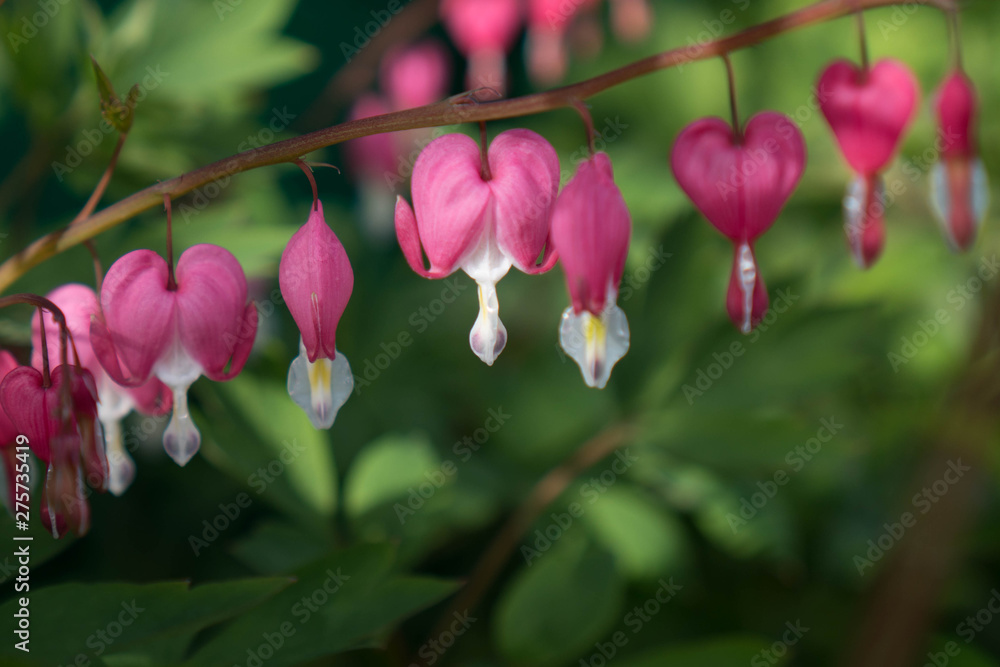Dicentra - Bleeding Heart Flowers. Spring or summer bloom garden decorative flowers. Long bunches of pink flowers heart. For albums cover, notebook design Dicentra - Bleeding Heart Flowers. Spring or summer bloom garden decorative flowers. Long bunches of pink flowers heart. For albums cover, notebook design