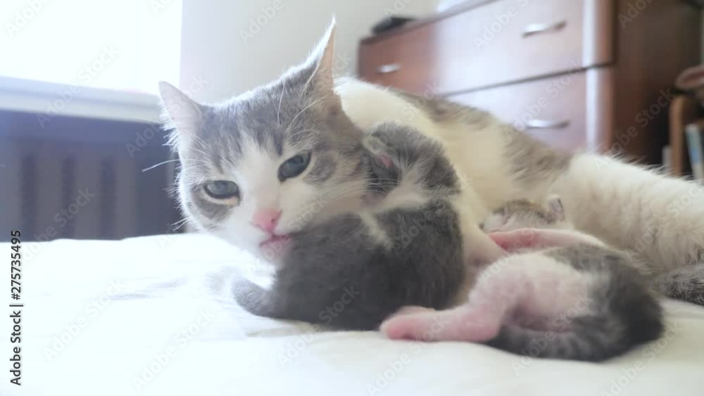 happy family cat mom with newborn kittens the children. lifestyle cat feeds kittens. cat licks little kittens. domestic animal concept happy family cat mom with newborn kittens the children. lifestyle cat feeds kittens. cat licks little kittens. domestic animal concept