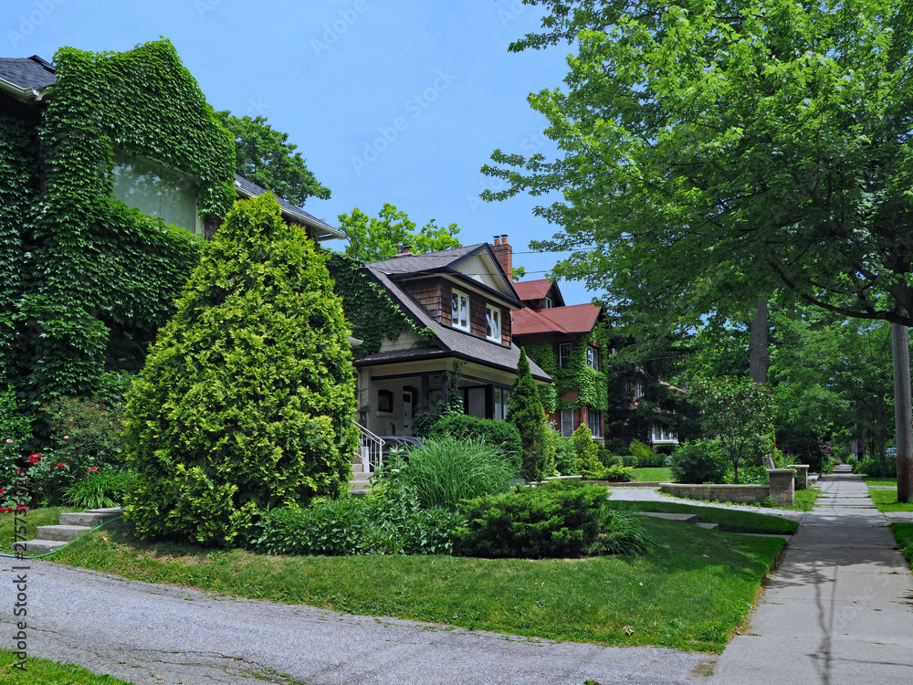 tree lined street with vine covered older detached houses