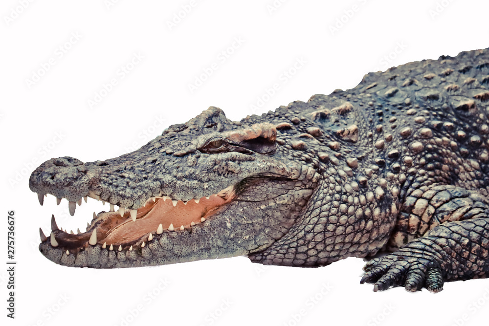 Fototapeta premium crocodile isolated