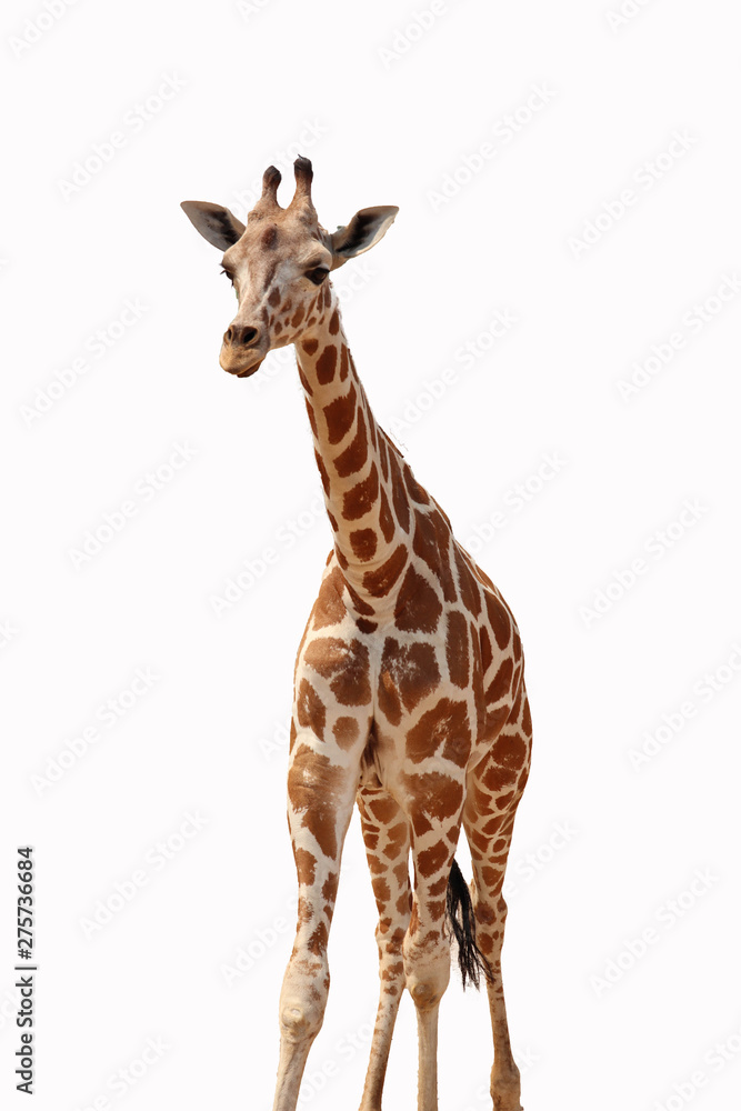 Naklejka premium giraffe isolated