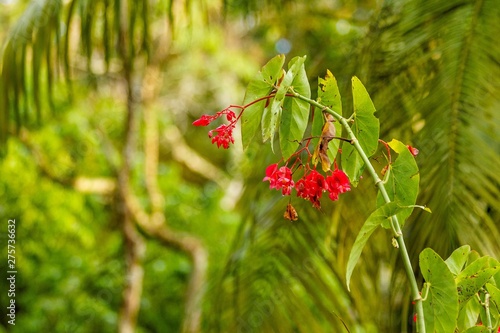 Red plants in the woods