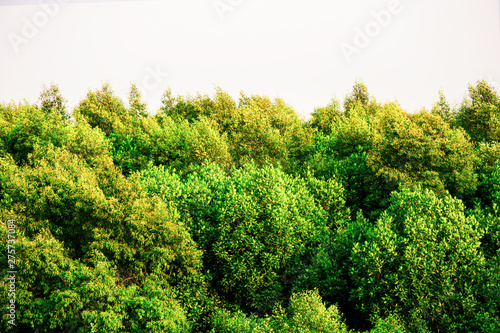 Mangroves tree beside the sea, The green forest on sea shore, Green leaves bush moving by wind, Nature tree with bright sun light and clear sky