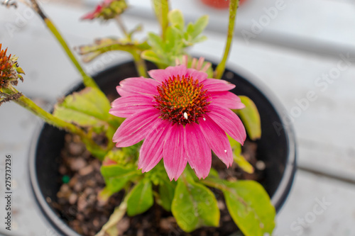 A pink flower blooming