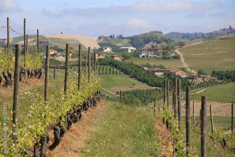 vineyard and rural landscape in Piedmont region, Italy