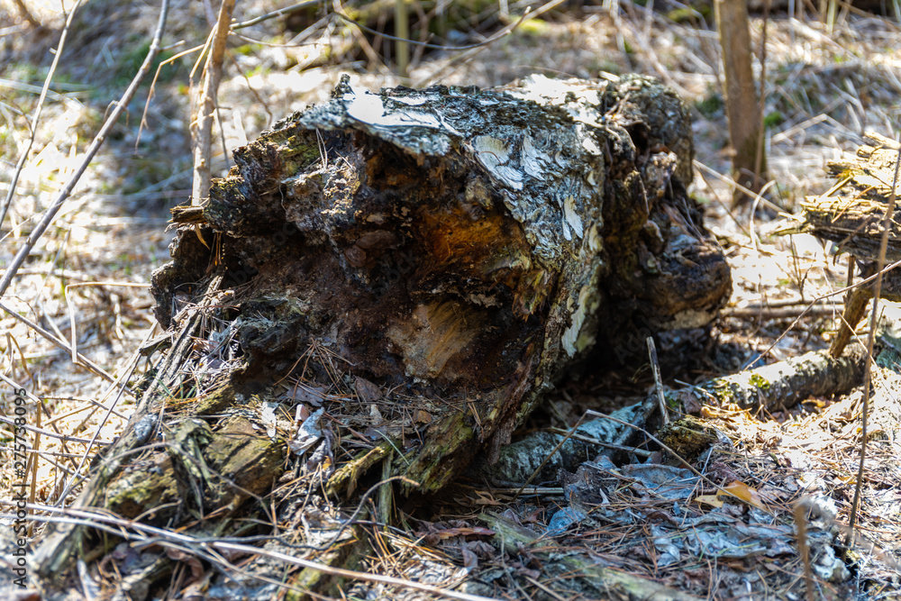 Everything in the world has an end, and any piece of wood becomes either a firewood or rotten Everything in the world has an end, and any piece of wood becomes either a firewood or rotten