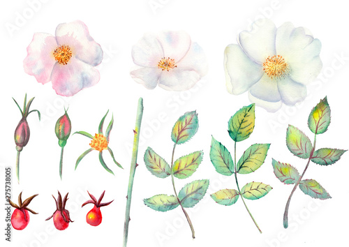 Set: rose hip flowers, leaves, fruits isolated on white background. Watercolor Botanical illustrations for design, print or background. Flower clipart © Natika_art