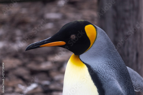 king penguin with zoom on his black and orange face