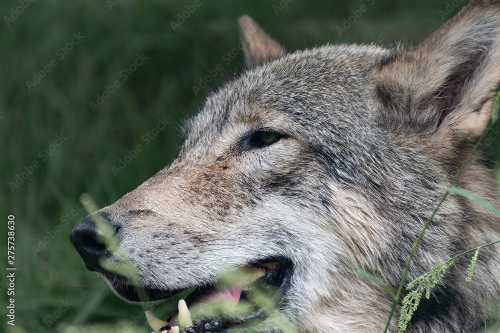 Fototapeta premium オオカミ