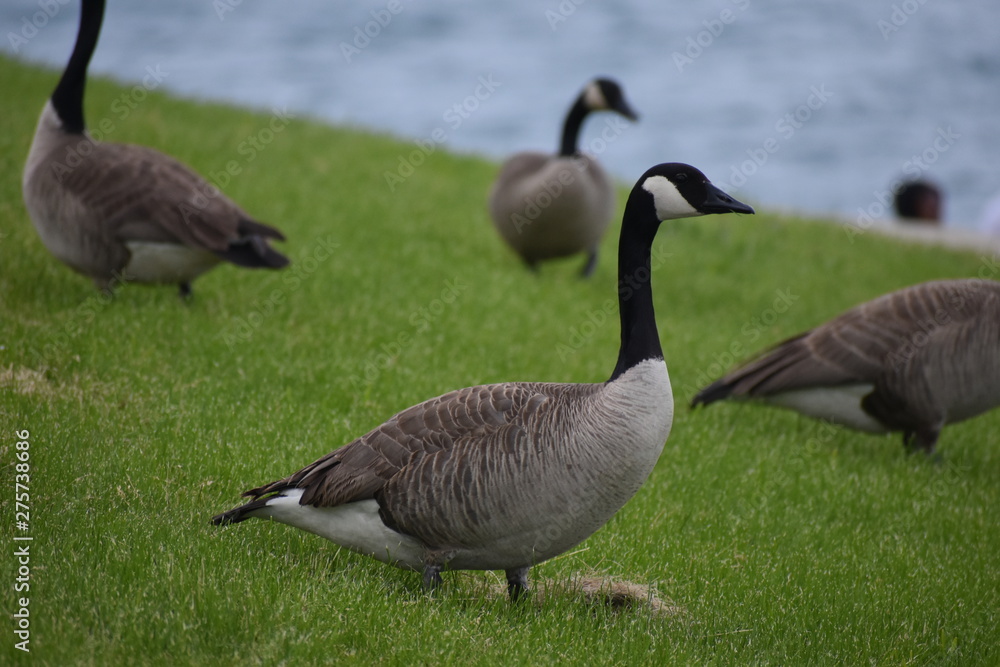 goose on field with ocean background goose on field with ocean background