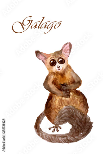 Watercolor galago isolated on a white background © Елизавета Порошина
