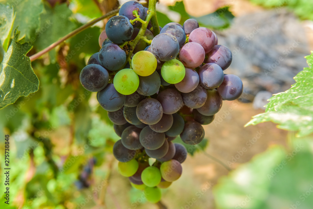 Grape growing in vineyard