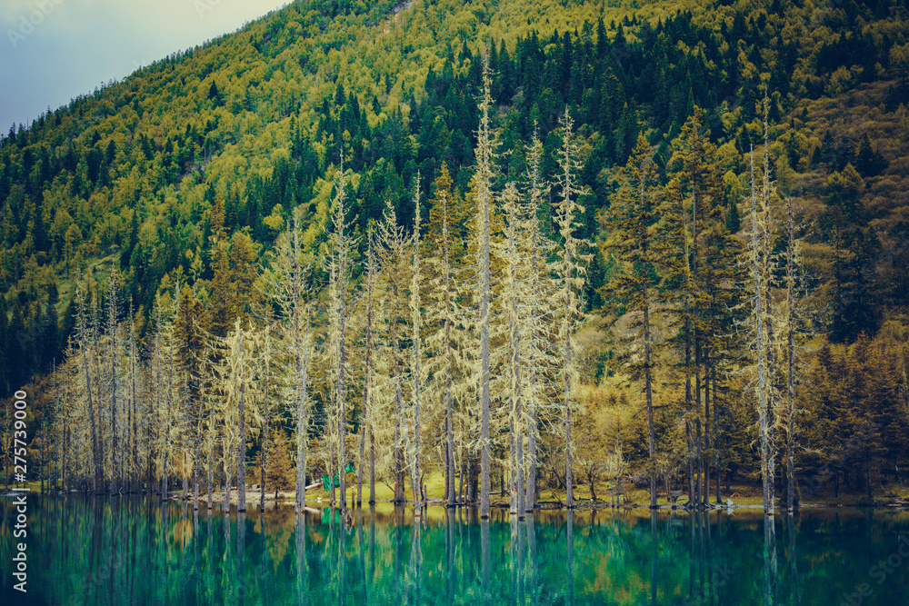 Sichuan Four Girl Mountain (Siguniang Mountain) Shuangqiaogou in Sichuan China, beautiful scenery with rocky mountain peaks and colorful trees Sichuan Four Girl Mountain (Siguniang Mountain) Shuangqiaogou in Sichuan China, beautiful scenery with rocky mountain peaks and colorful trees