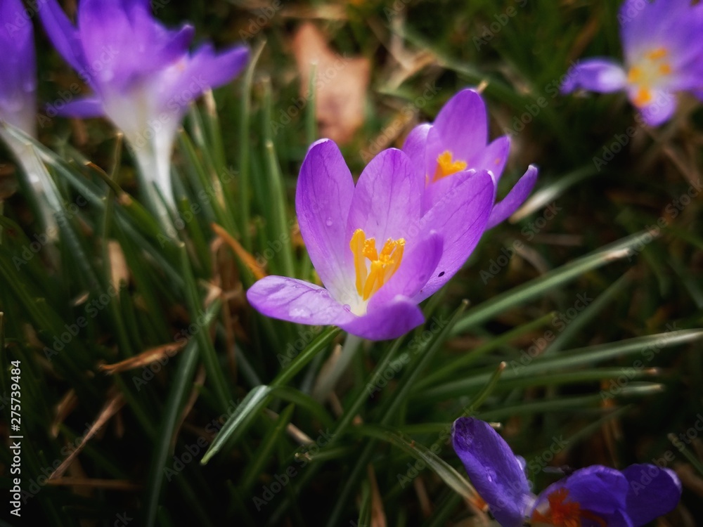 Small Purple Blooms Flowers Small Purple Blooms Flowers