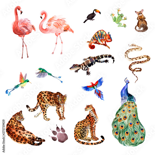 Watercolor collection of tropical animals isolated on a white background photo