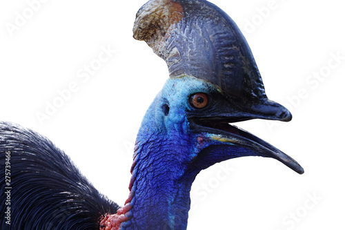  Take a picture of Cassie's bird on a white background.