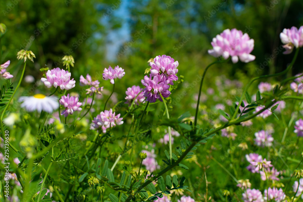 Pink wildflowers