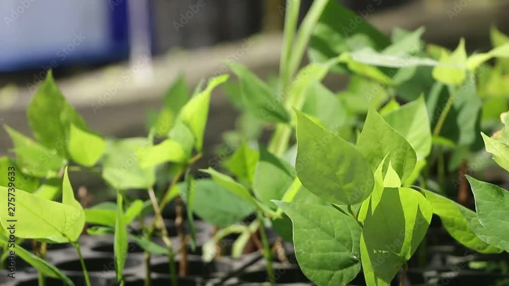 Experimental bean plants in a greenhouse Experimental bean plants in a greenhouse