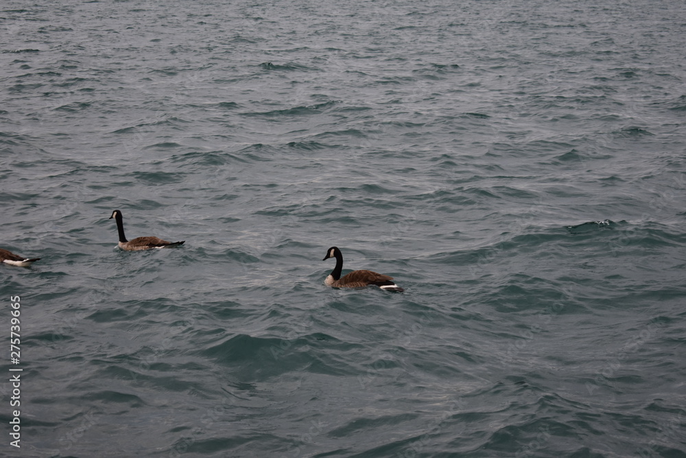 Obraz premium duck goose on pond free to travel