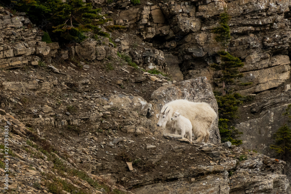 Mountain Goat Adult and Kid On Cliff Mountain Goat Adult and Kid On Cliff