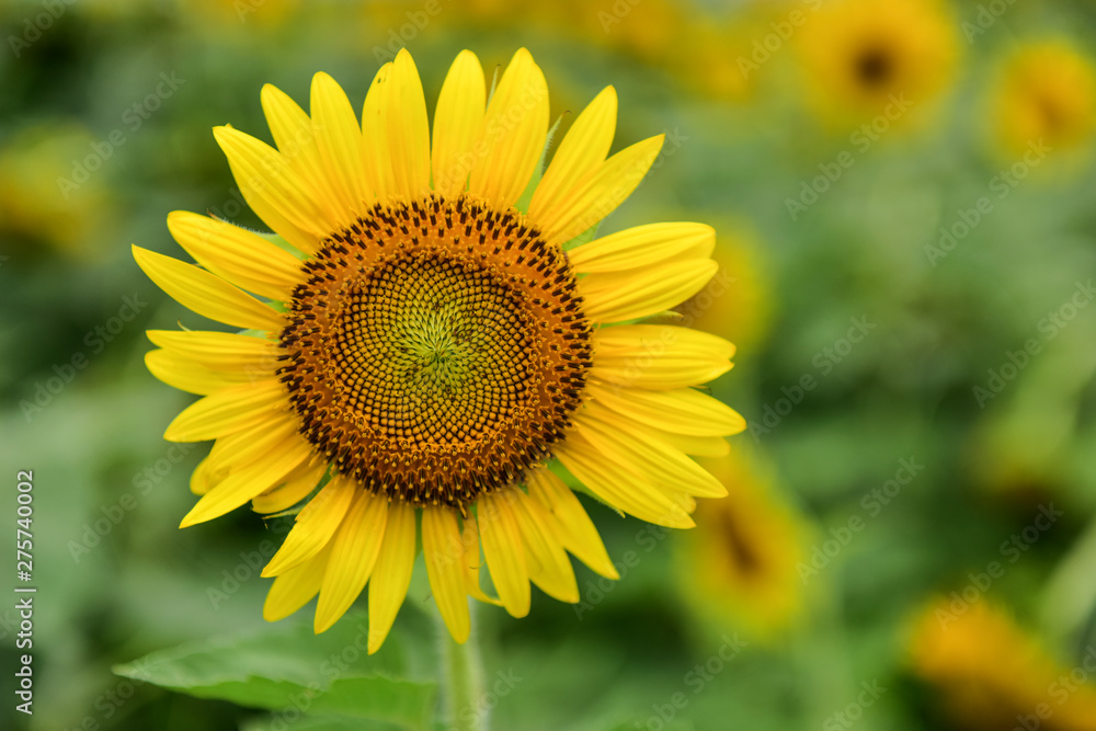 Sunflowers growing in farmland Sunflowers growing in farmland
