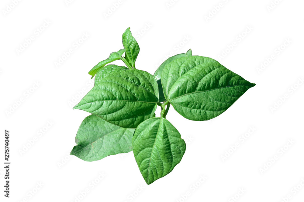 green bean leaf isolated on white background green bean leaf isolated on white background