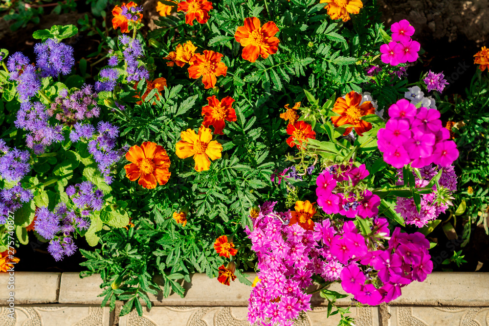 Beautiful flowers of different colors blue Ageratum, Tagetes Marigolds and Phlox paniculata or Garden phlox are growing along the path of the house. Conception of gardening and home garden's decor