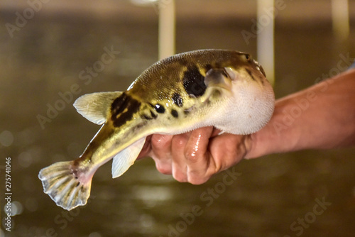 Luannan County - April 29, 2018: At Luannan River Dolphin Farm, Luannan County, Tangshan City, Hebei Province, China