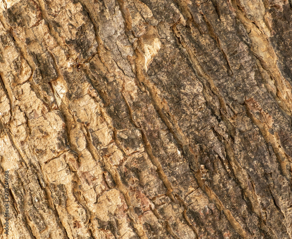The outer shell of the tree,texture bark