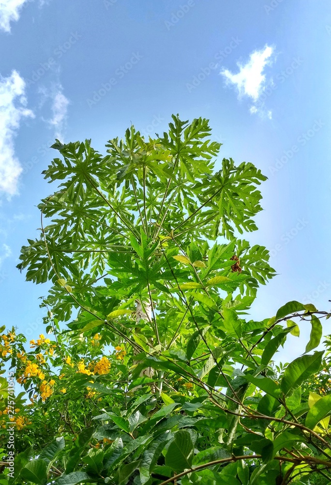 Papaya tree with vegetation around