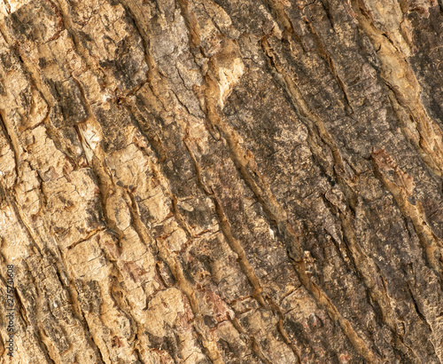 The outer shell of the tree,texture bark