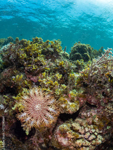 crown of thorns starfish and coral reef underwater