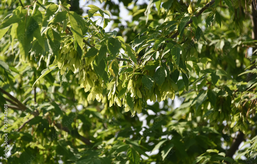 Fototapeta premium green leaves of maple tree in spring